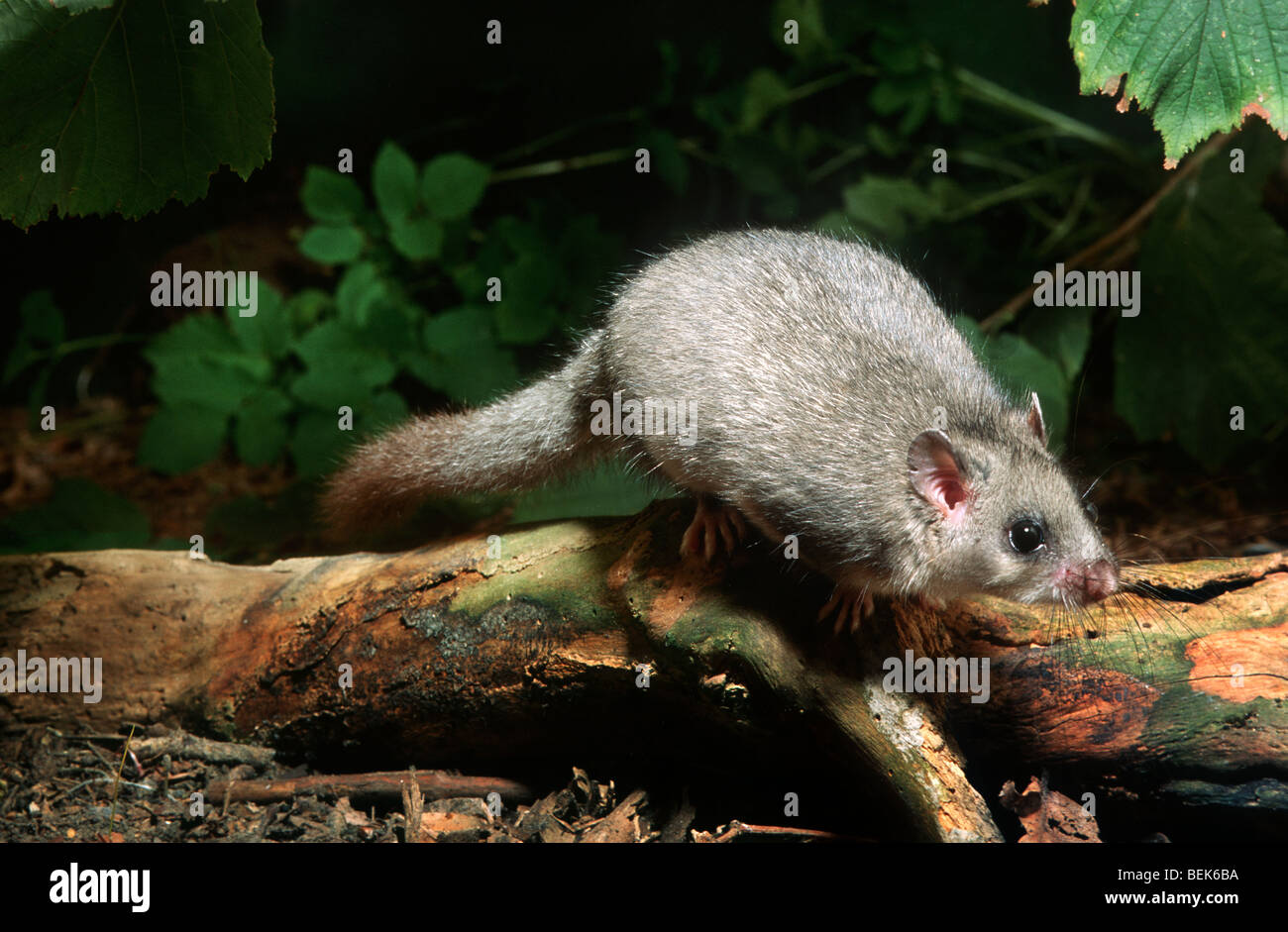 Moscardino commestibili / fat ghiro (Glis glis) rovistando nella foresta di notte, Francia Foto Stock