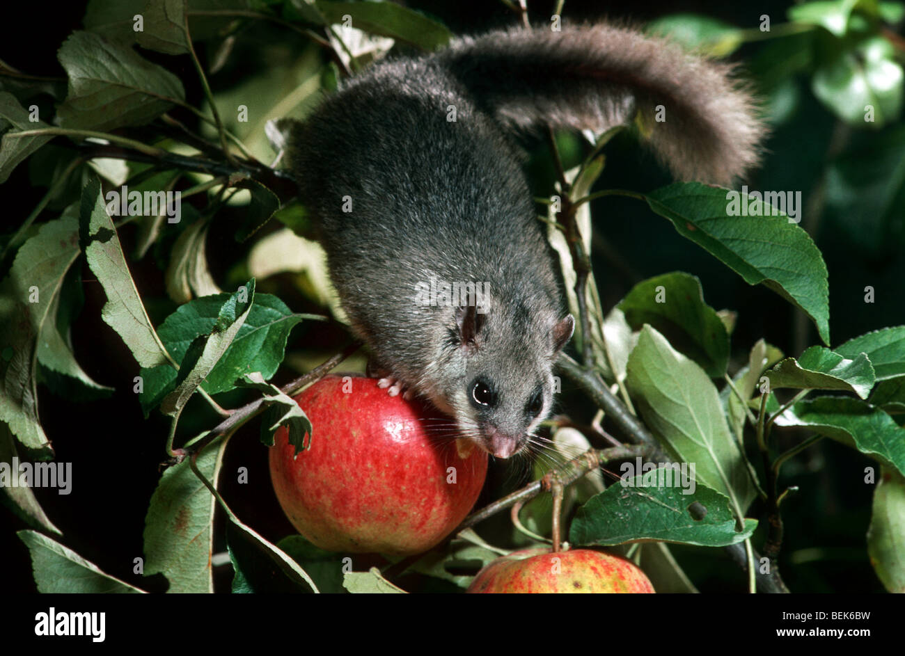 Moscardino commestibili / fat ghiro (Glis glis) mangiare apple nella struttura ad albero di notte nel frutteto, Francia Foto Stock