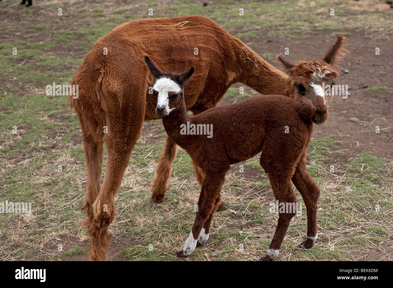 ALPACA vitello e madre, la Tasmania, Australia Foto Stock