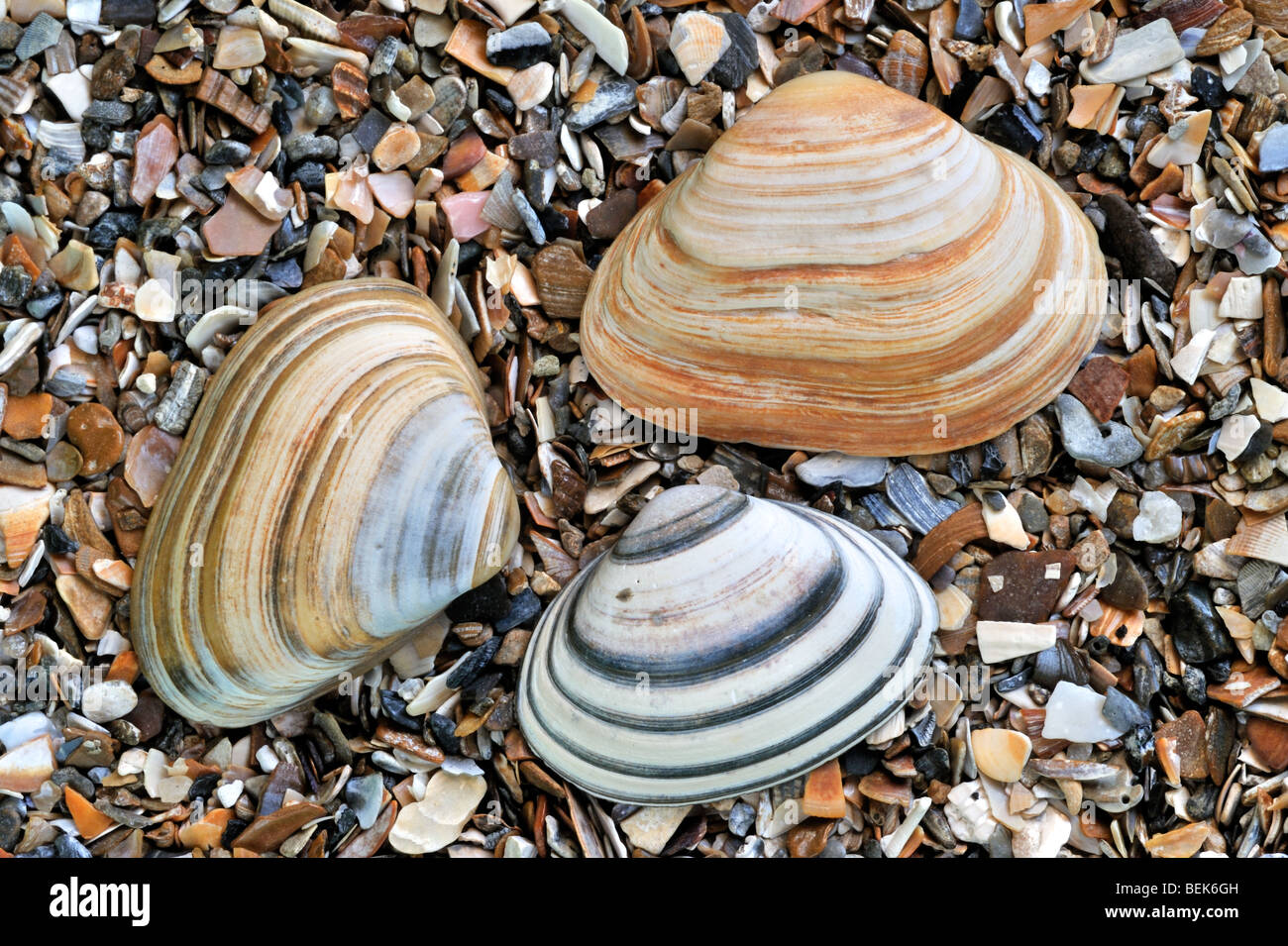 Tagliare attraverso gusci (Spisula subtruncata) sulla spiaggia, Belgio Foto Stock