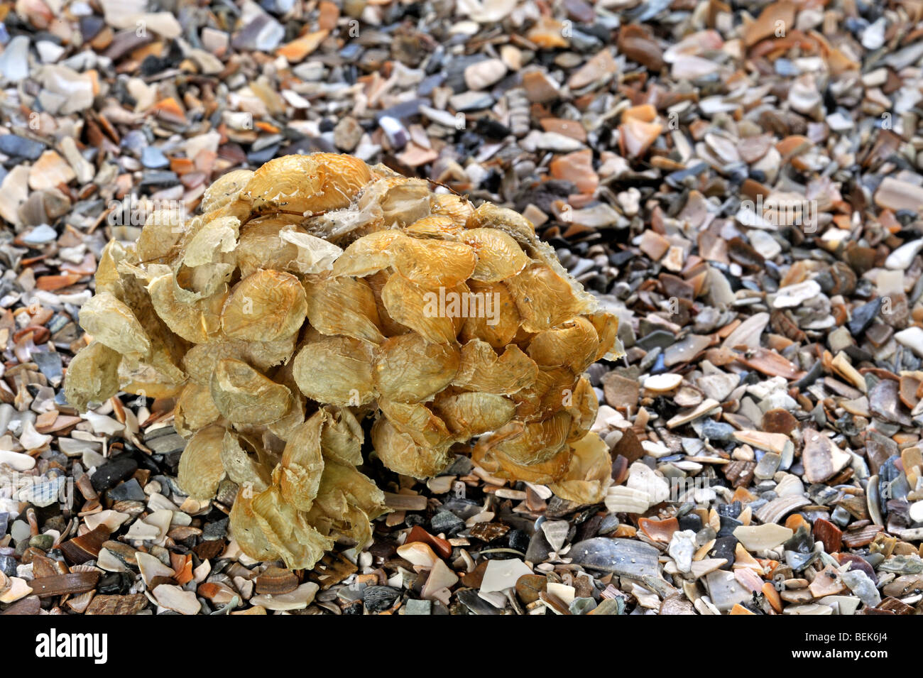 Buccino (Buccinum undatum) uovo massa / mare sfera di lavaggio, Belgio Foto Stock