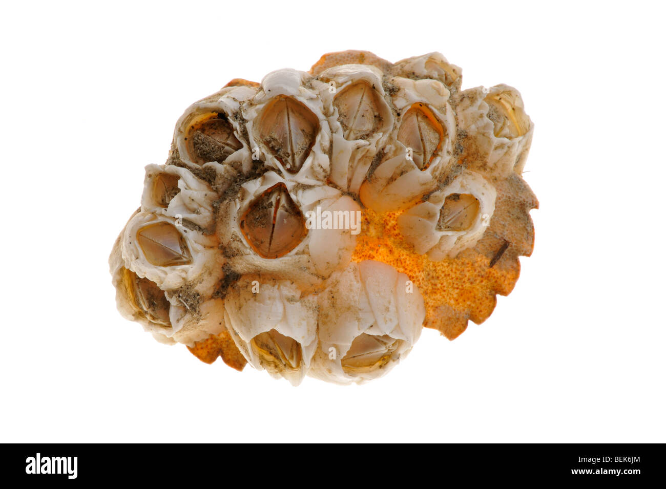 Acorn barnacles / Rock cirripedi (Semibalanus balanoides) su del granchio shell, Belgio Foto Stock