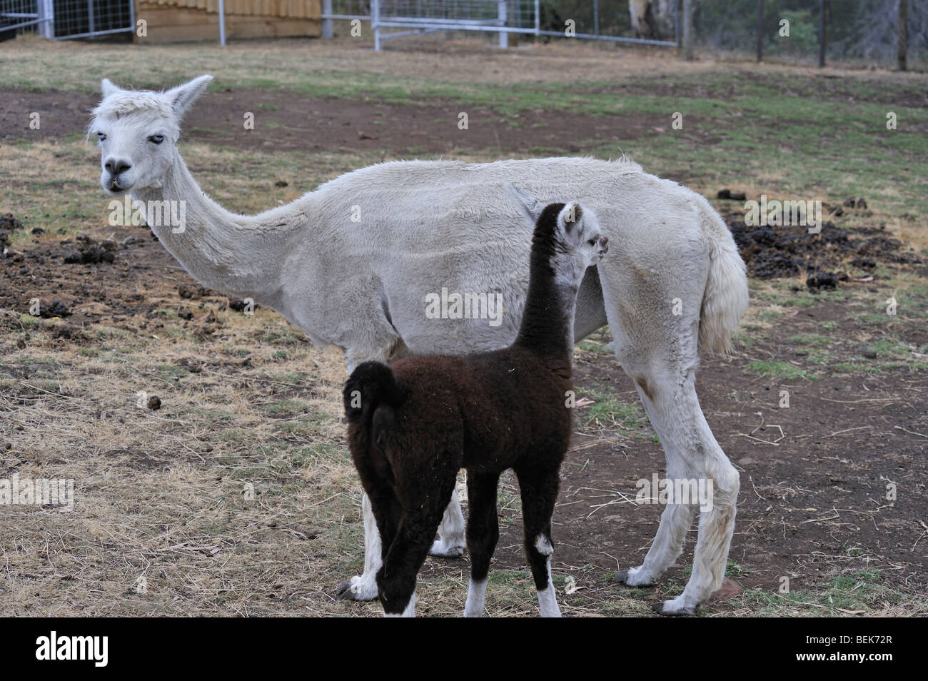 ALPACA vitello e madre, la Tasmania, Australia Foto Stock