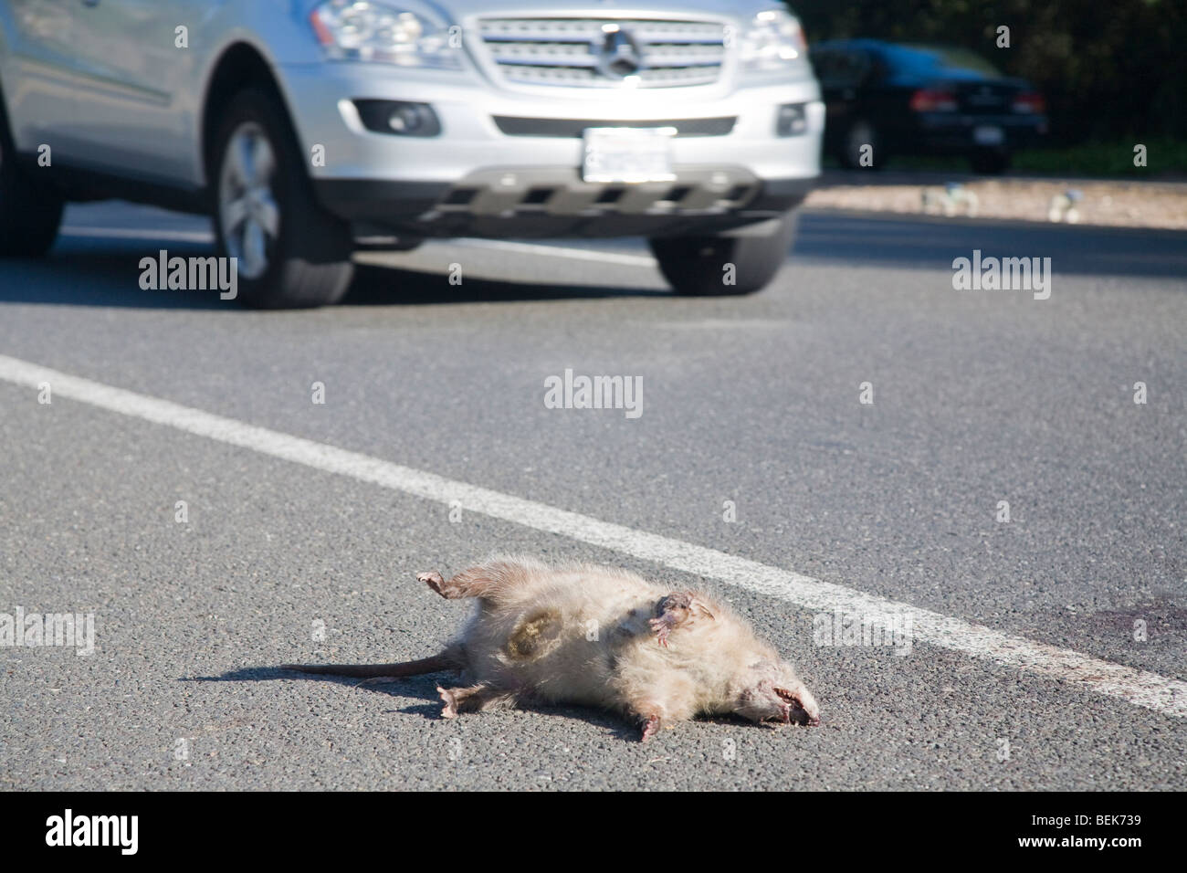 Un roadkill possum in banchina di Foothill Expressway. Una guida auto in background. Los Altos, CALIFORNIA, STATI UNITI D'AMERICA Foto Stock