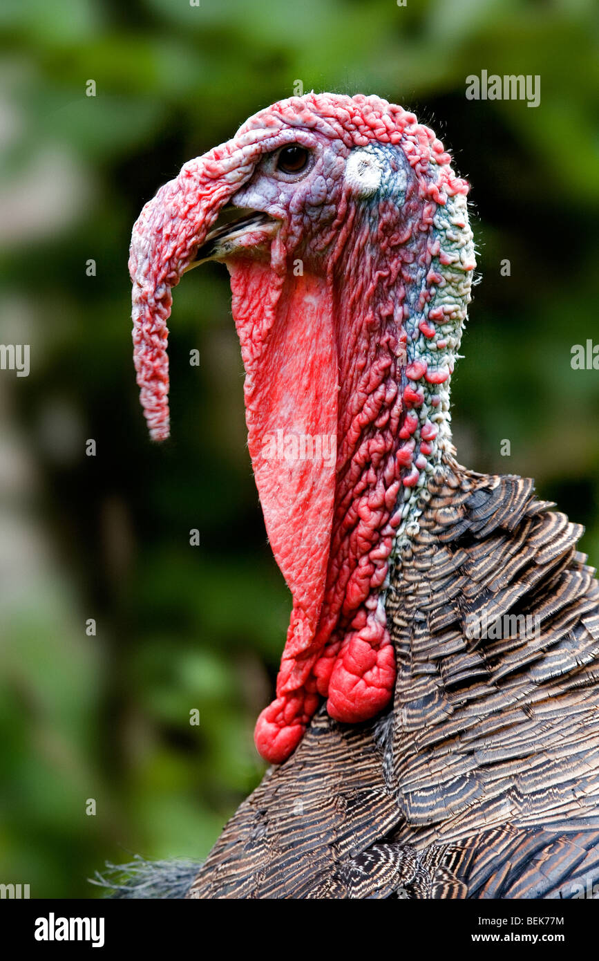 Turkey neck immagini e fotografie stock ad alta risoluzione - Alamy