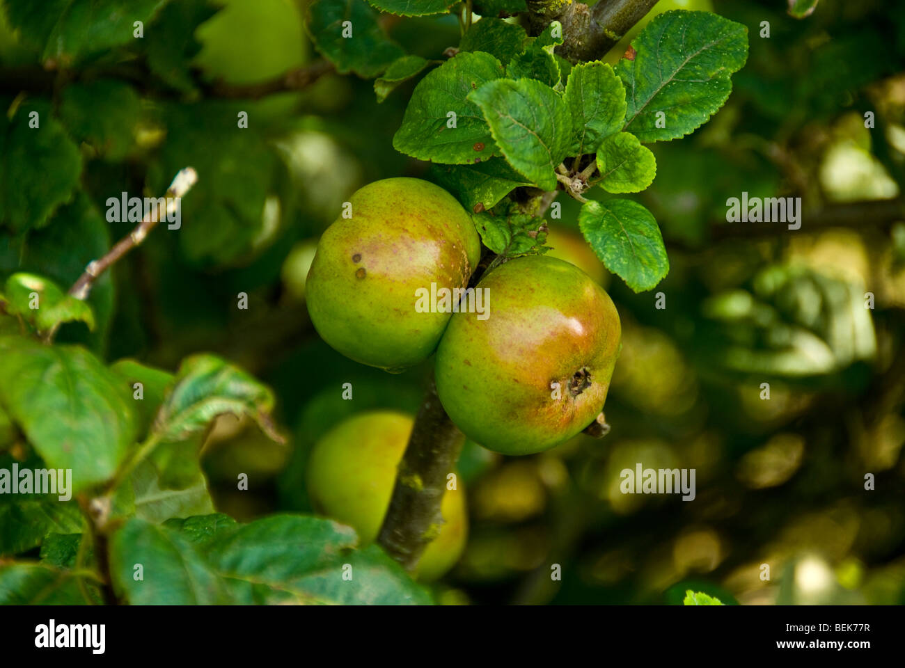 Le mele che cresce su un albero Foto Stock