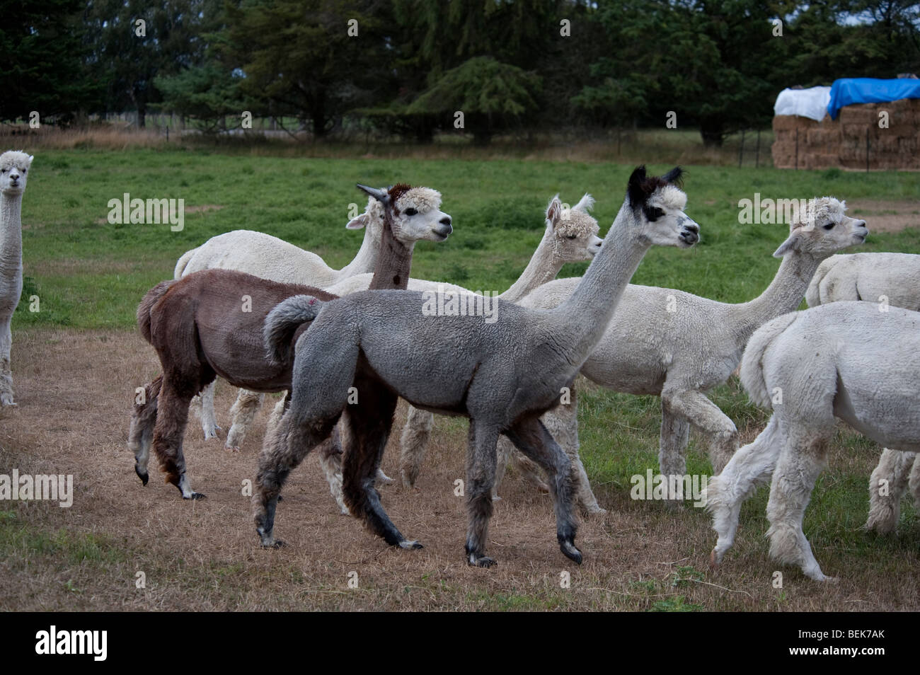 Allevamento di alpaca, Christchurch, Nuova Zelanda Foto Stock