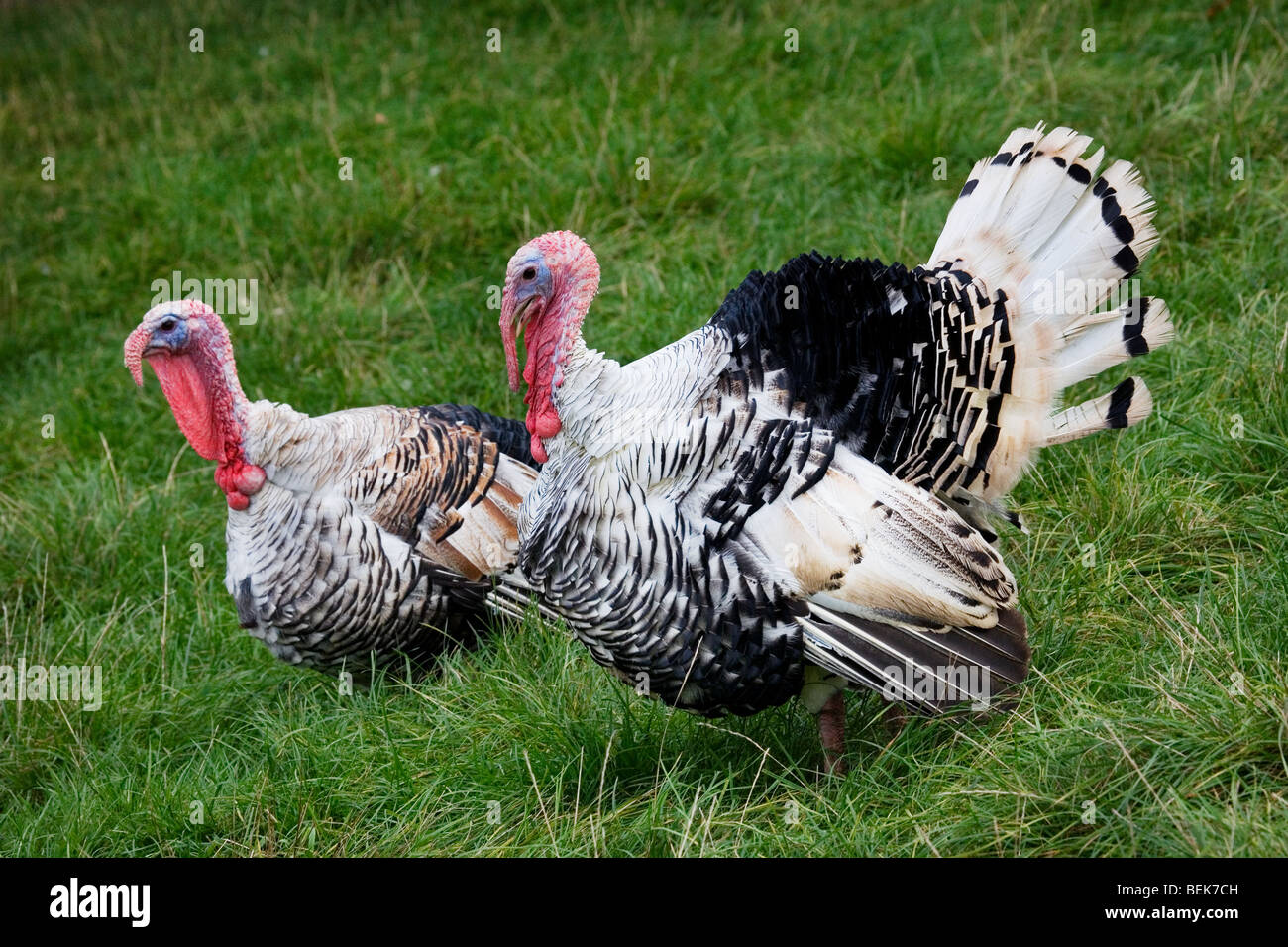 Turchia (Meleagris gallopavo) maschio e femmina alla fattoria di pollame Foto Stock
