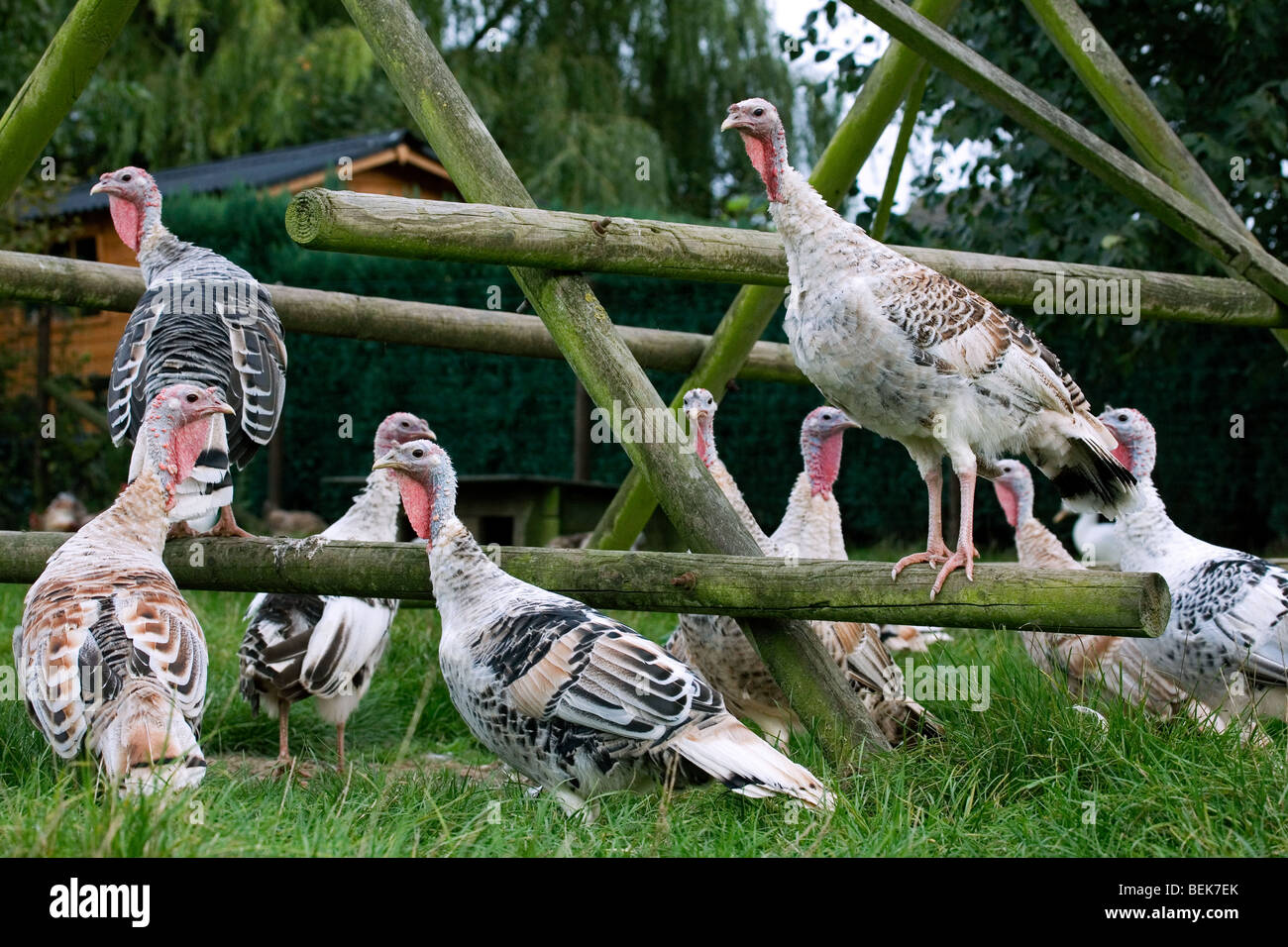 Tacchini addomesticati (Meleagris gallopavo) galline a fattoria di pollame Foto Stock