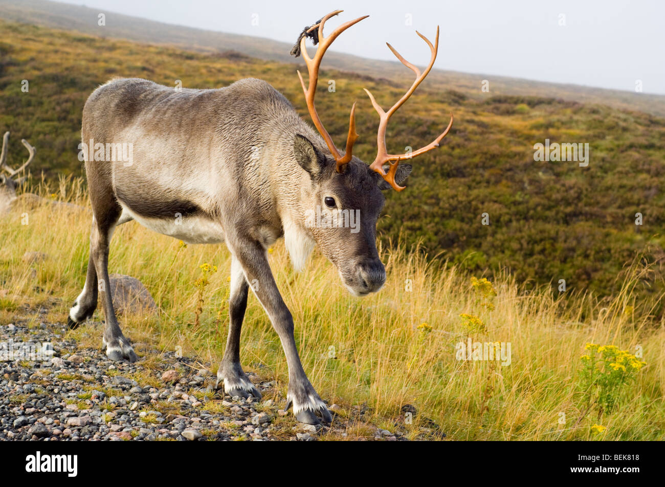 La renna, Rangifer tarandus, adulto a piedi su Cairngorm sopra Glen More. I palchi hanno appena versato il loro velvet Foto Stock