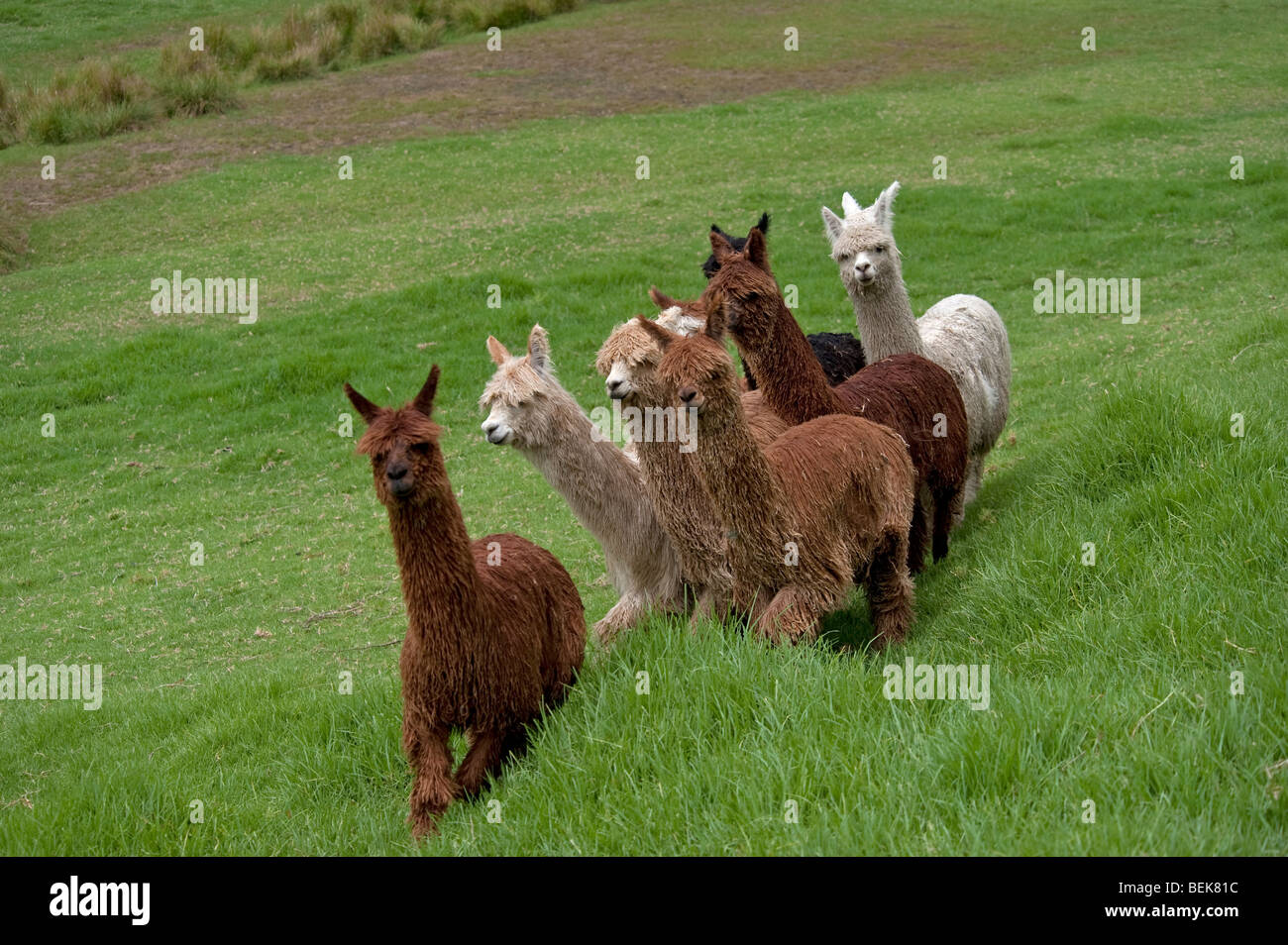 Allevamento di alpaca, AUCKLAND, NUOVA ZELANDA Foto Stock