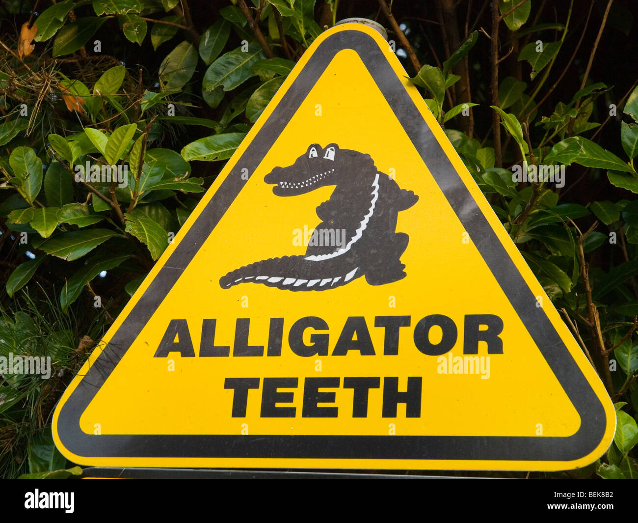 Un segno avvertimento sui denti di alligatore all'ingresso della station wagon Gnoll Country Park in Neath Port Talbot Wales UK Foto Stock