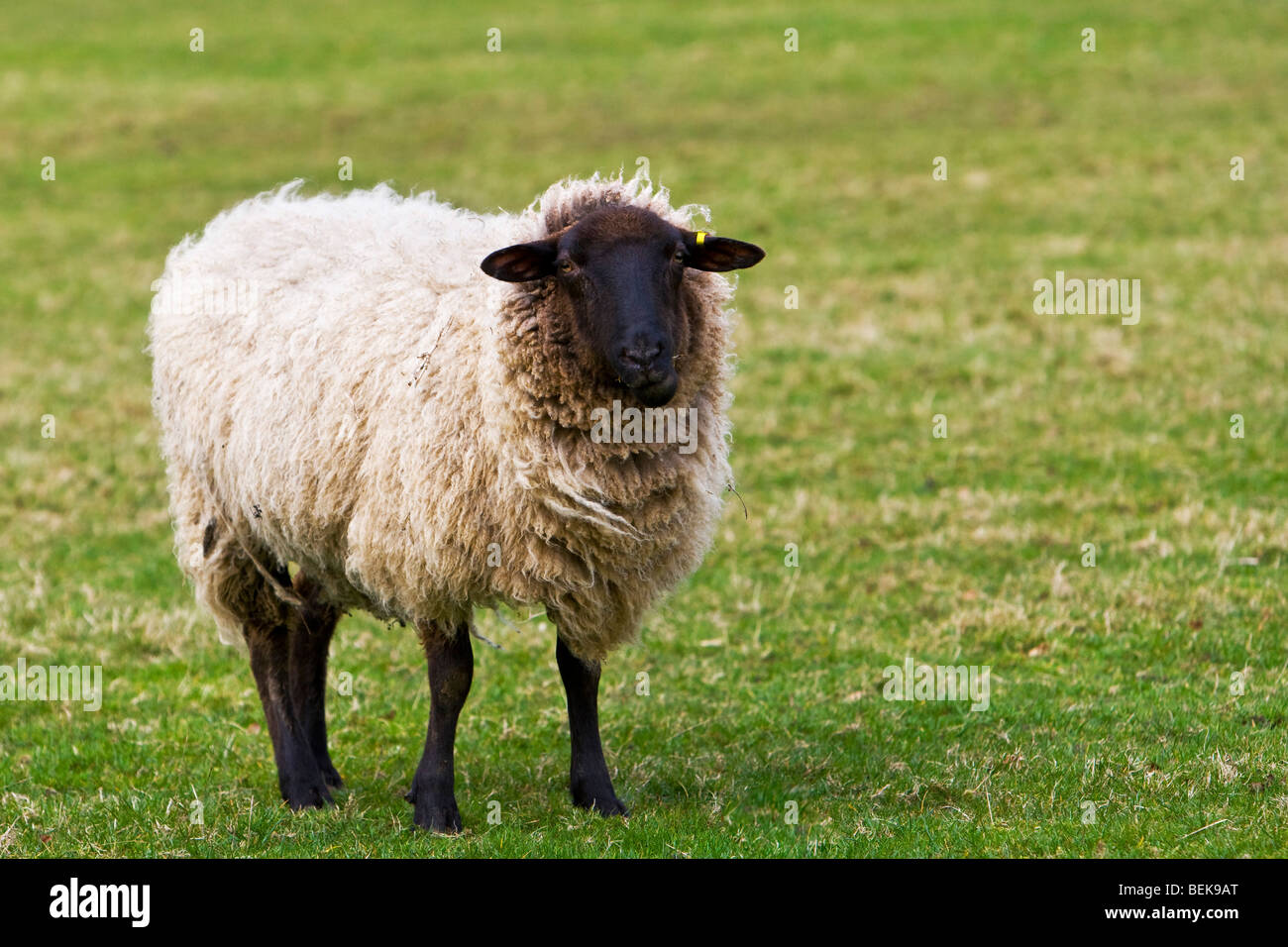 Il nero di fronte pecore in Prato Foto Stock