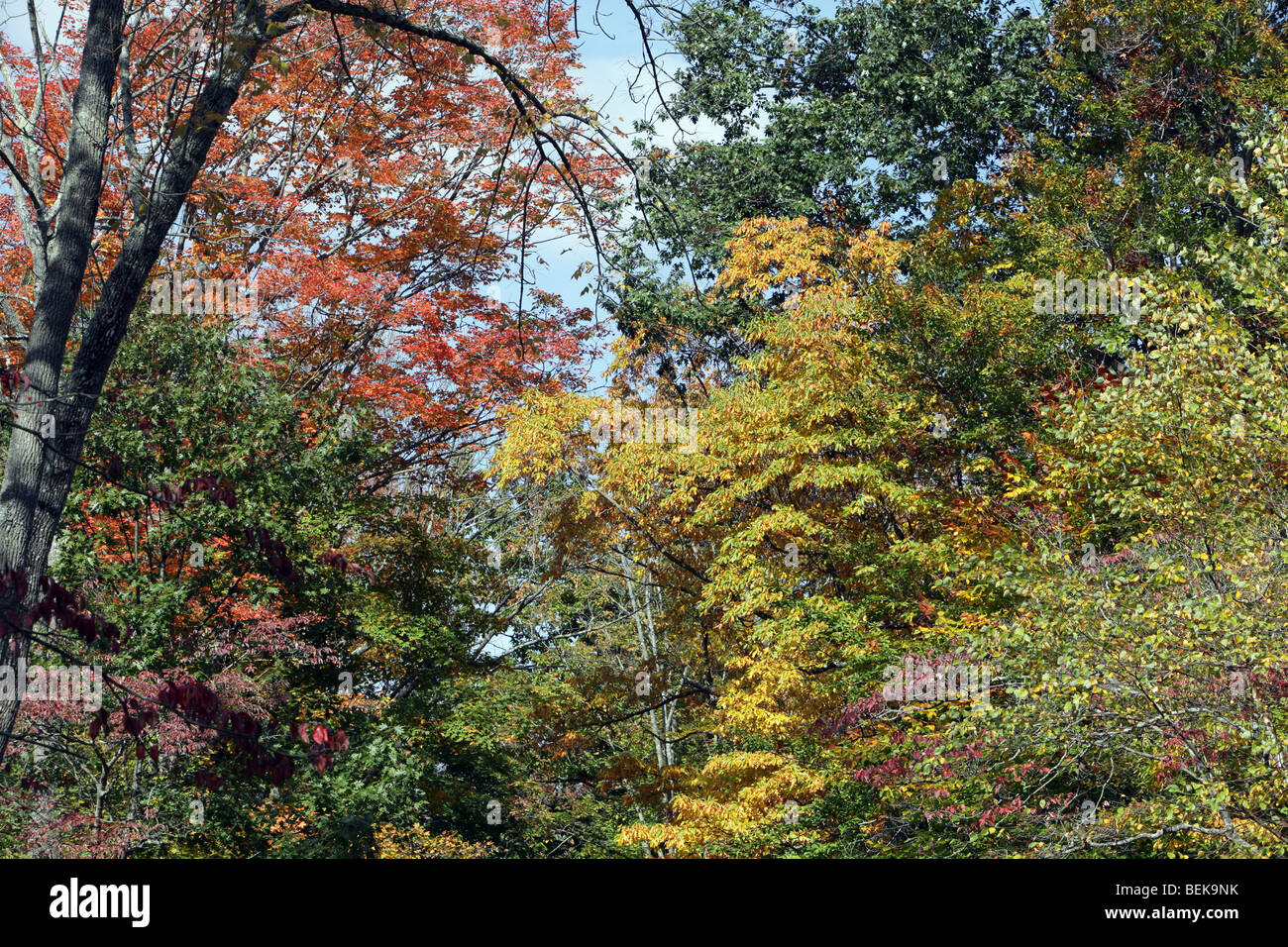 Il fogliame di autunno in New Jersey. Le foglie degli alberi di girare. Rosso verde giallo arancione. Molto colorato colorato shot. Foto Stock