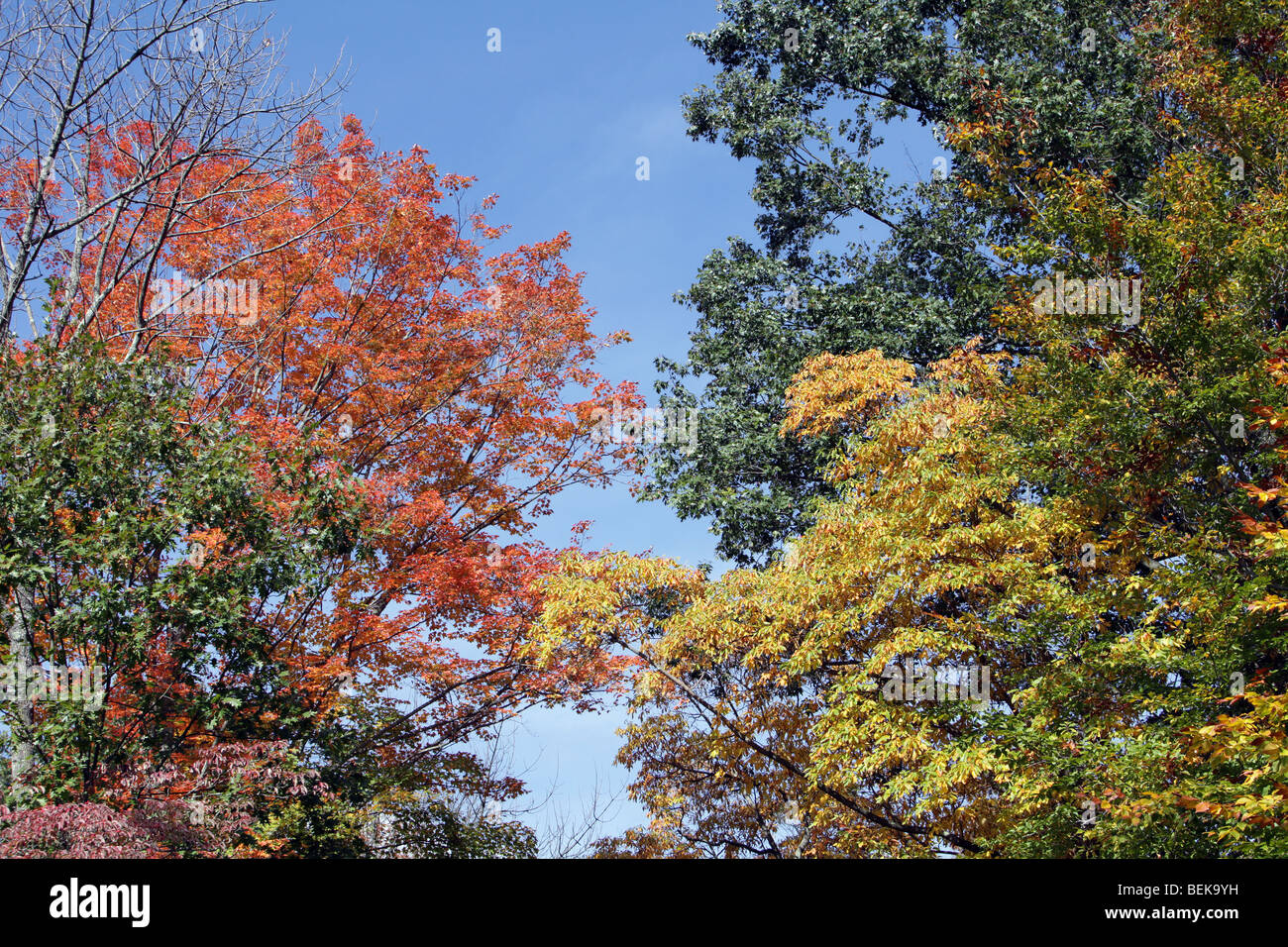 Il fogliame di autunno in New Jersey. Le foglie degli alberi di girare. Rosso verde giallo arancione. Molto colorato colorato shot. Foto Stock