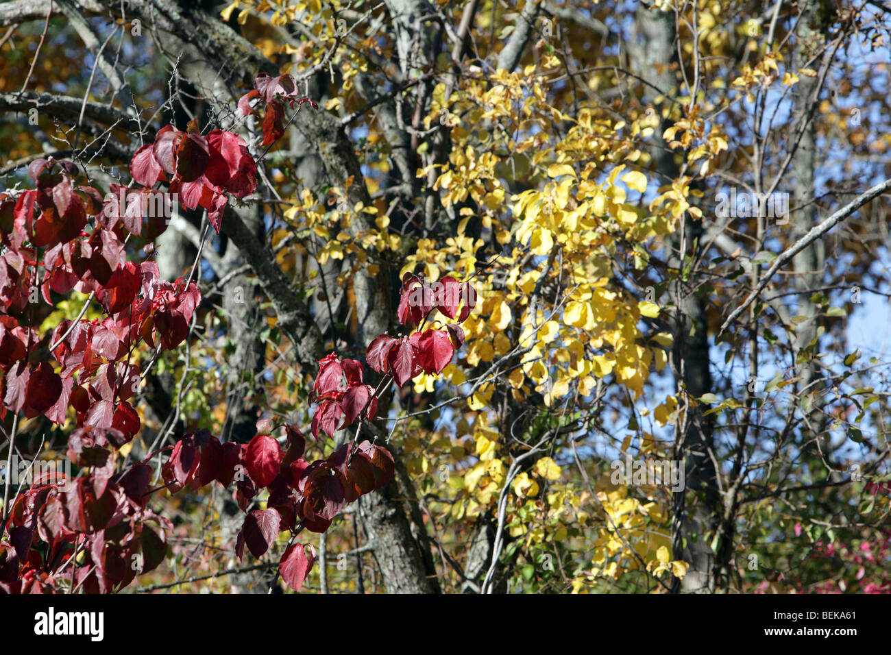 Il fogliame di autunno in New Jersey. Le foglie degli alberi di girare. Rosso verde giallo arancione. Molto colorato colorato shot. Foto Stock
