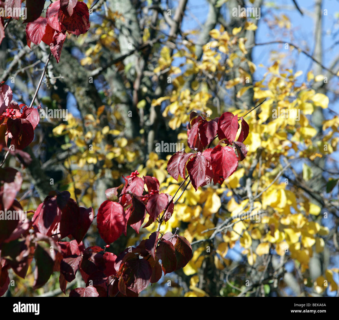 Il fogliame di autunno in New Jersey. Le foglie degli alberi di girare. Rosso verde giallo arancione. Molto colorato colorato shot. Foto Stock