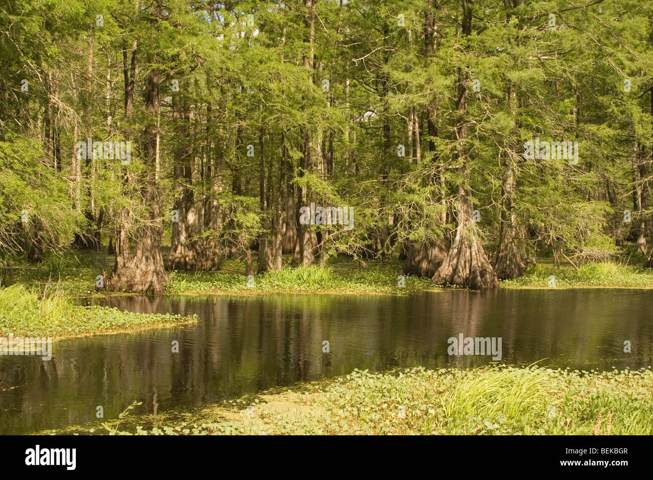 Cipresso calvo alberi linea a coulee in una palude della Louisiana. Foto Stock