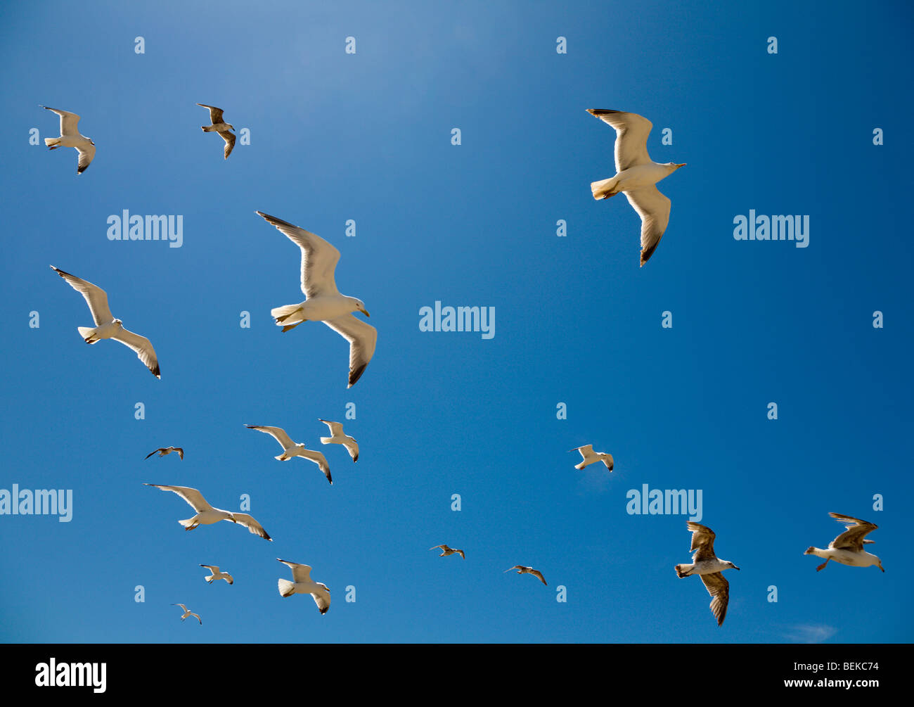 Gabbiani volare contro un cielo blu Foto Stock