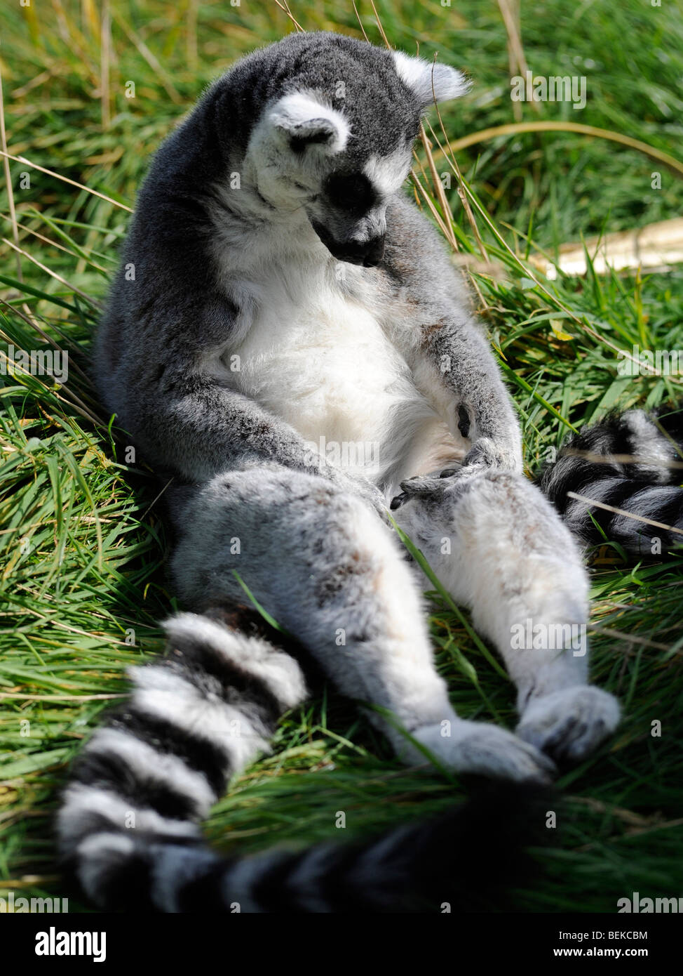 Un anello tailed lemur guardando la sua mano Foto Stock