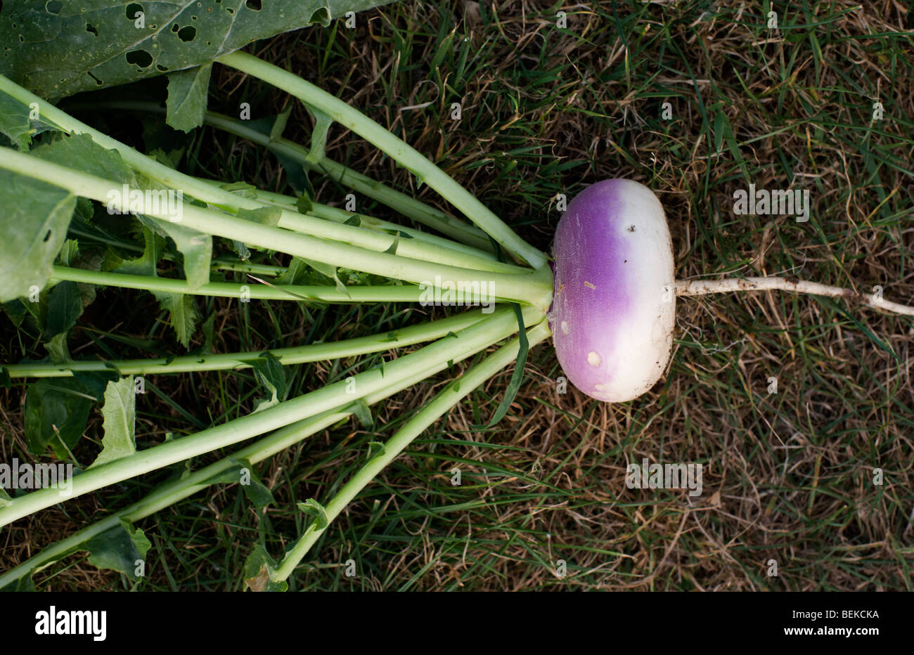 Un fresco raccolte rapa viola a un organico di riparto giardino in Cambridgeshire Foto Stock