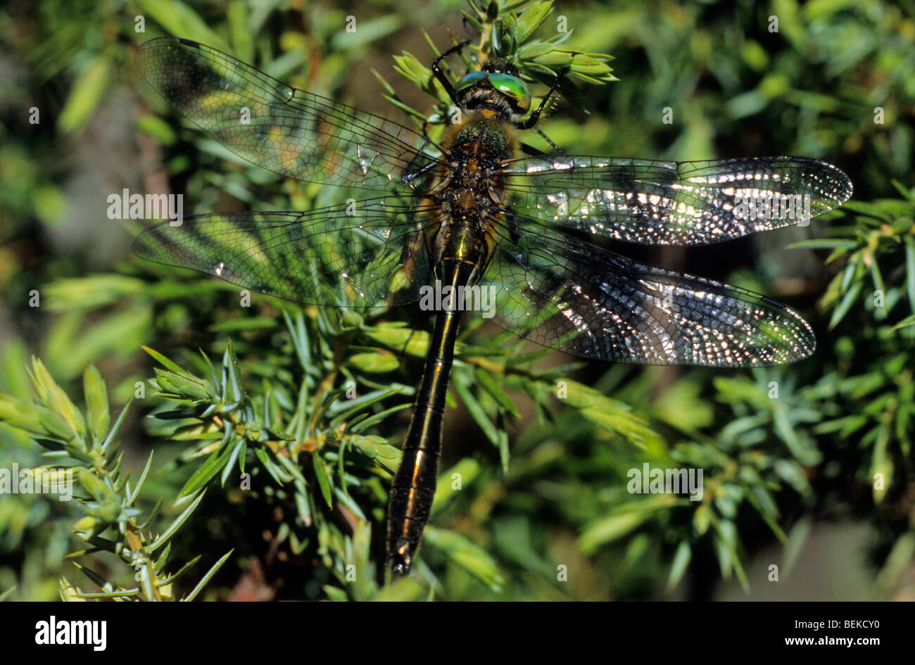 Roverella libellula smeraldo (Cordulia aenea) sul ginepro, Biebzra valley, Polonia Foto Stock