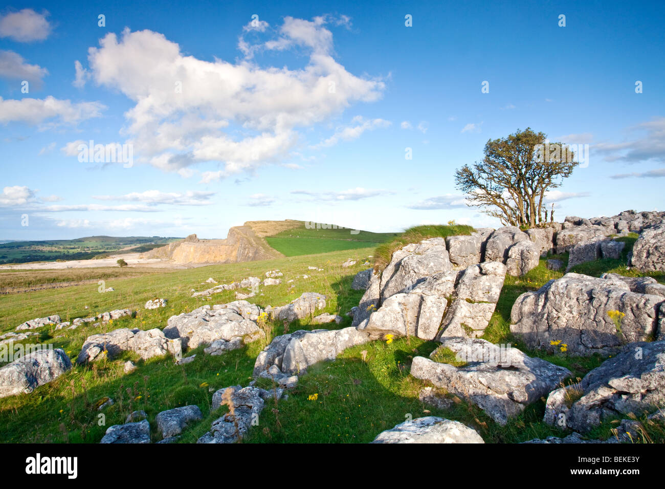 Pavimentazione in pietra calcarea e albero nel picco bianco, parte del Parco Nazionale del Peak District, Derbyshire vicino a Buxton. Foto Stock