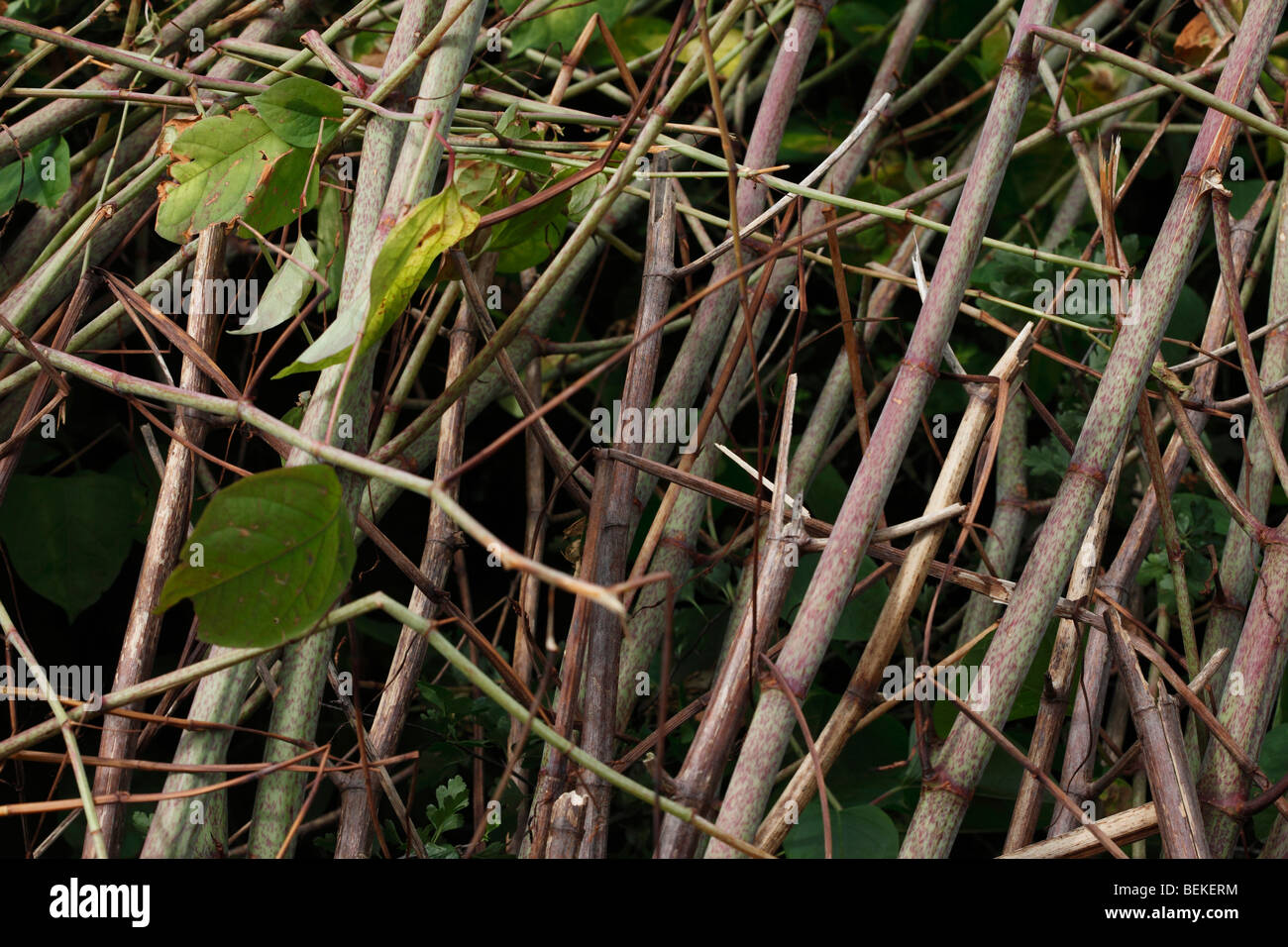 Knotweed giapponese (Polygonium cuspidatum) close up di gambi maturi Foto Stock