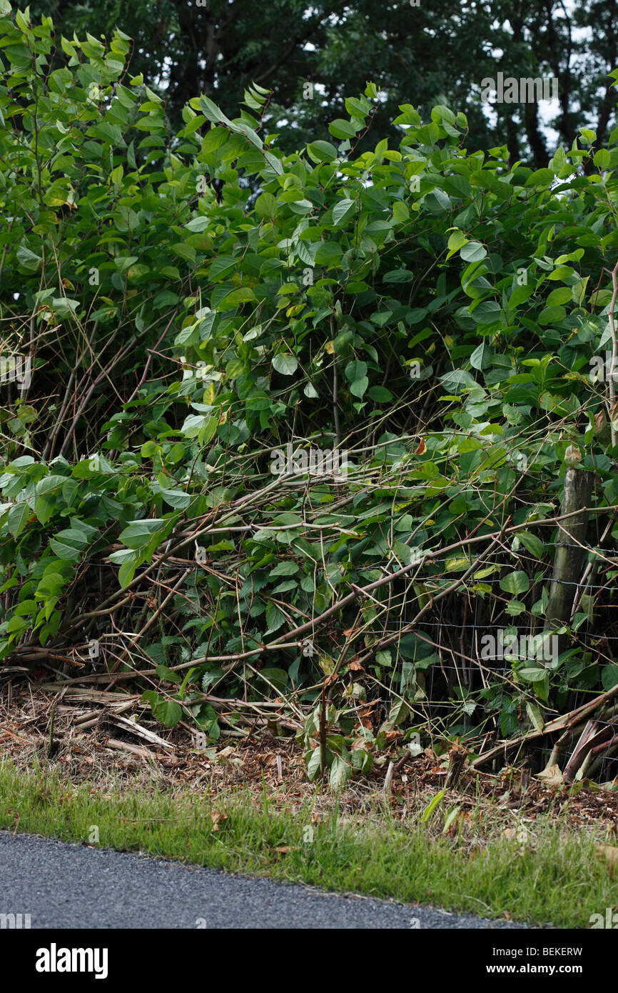 Knotweed giapponese (Polygonium cuspidatum) crescita di entrambi i lati della siepe Foto Stock