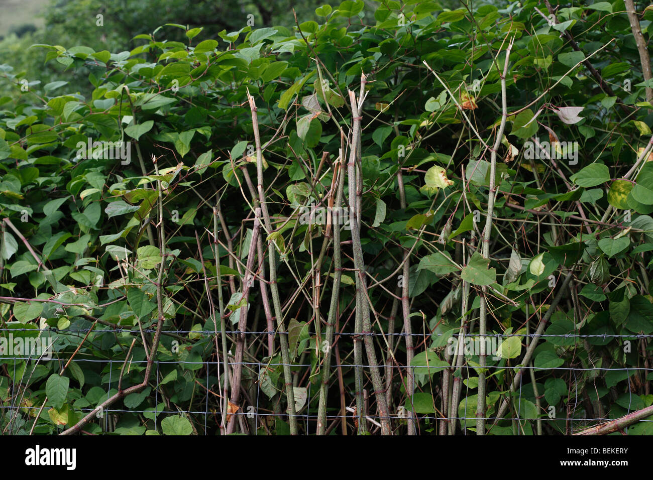 Knotweed giapponese (Polygonium cuspidatum) piante che crescono nella siepe close up Foto Stock