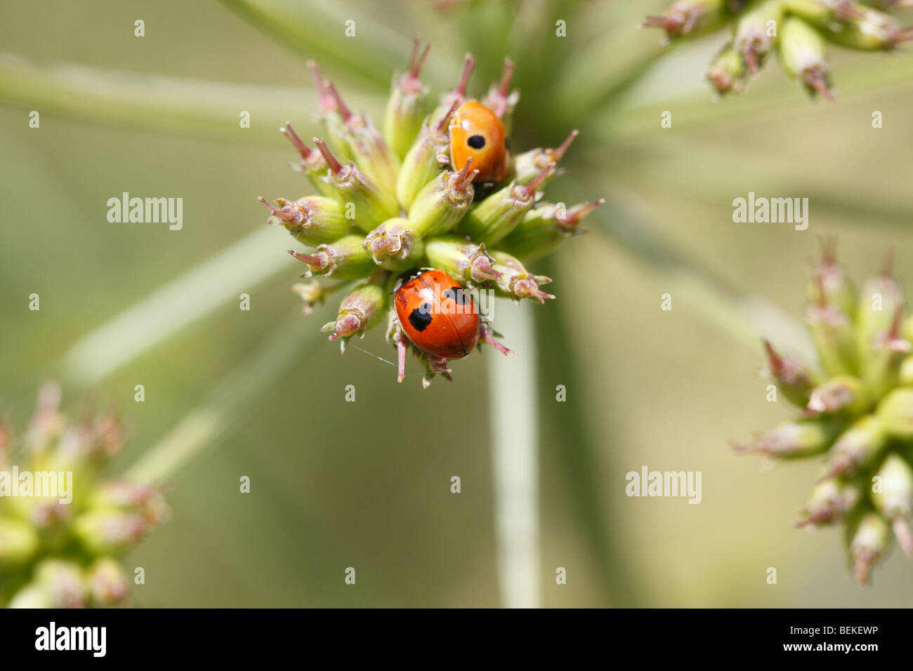 Due spot ladybird (Adalia bipunctata) a riposo sul seme head Foto Stock
