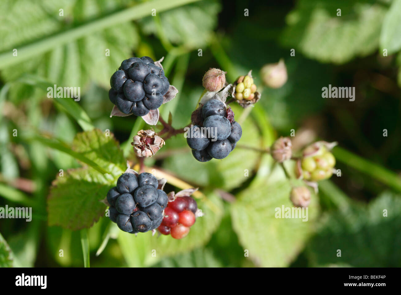 Dewberry (Rubus ceasius) close up di frutta matura Foto Stock