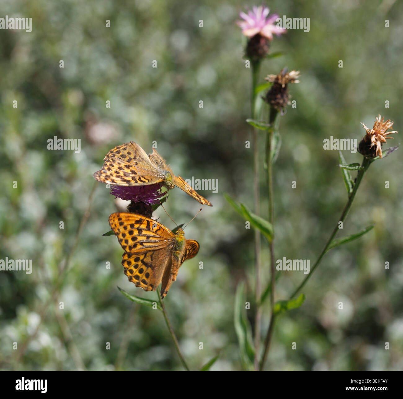 Verde scuro (fritillary Argynnis aglaja) coppia in volo di corteggiamento Foto Stock