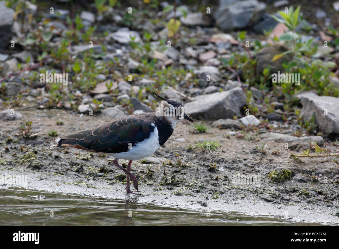 Pavoncella (Vanellus vanellus) al bordo delle acque Foto Stock