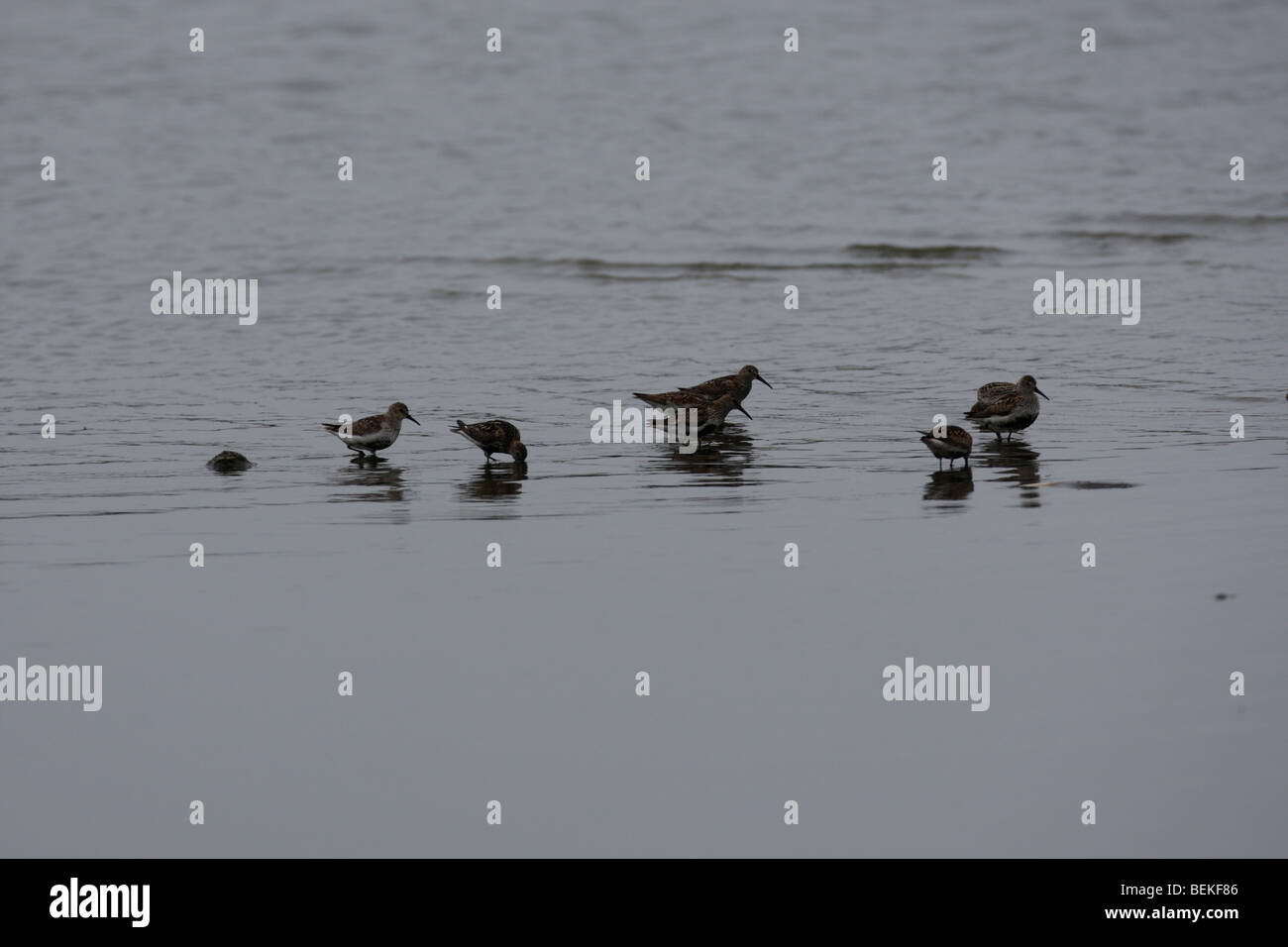 Dunlin (Calidris alpina) piccolo gregge alimentazione su mudbank Foto Stock