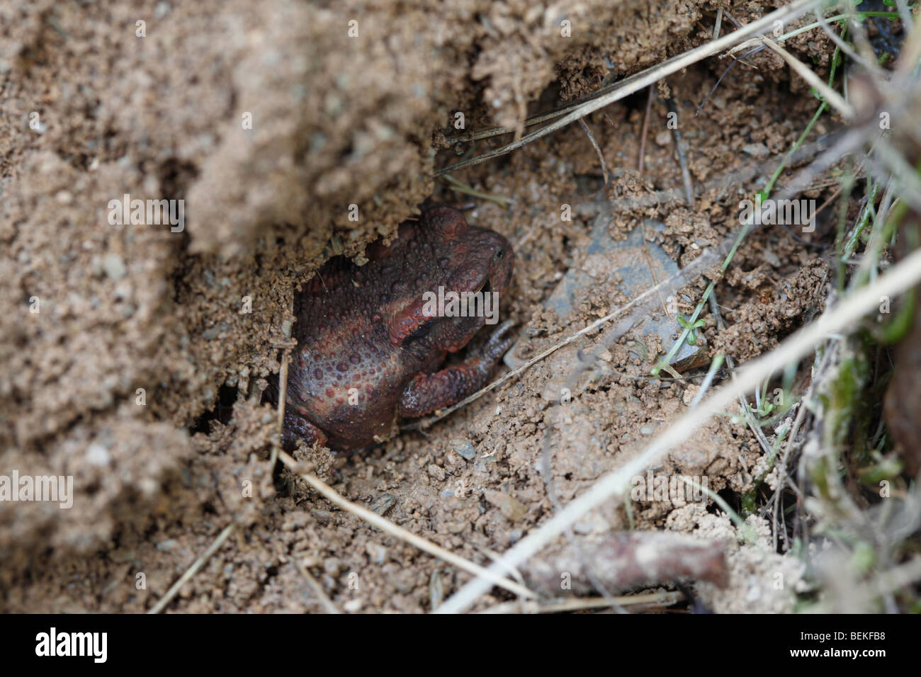 Il rospo comune (Bufo bufo) in ingresso al foro nel nido di formiche Foto Stock
