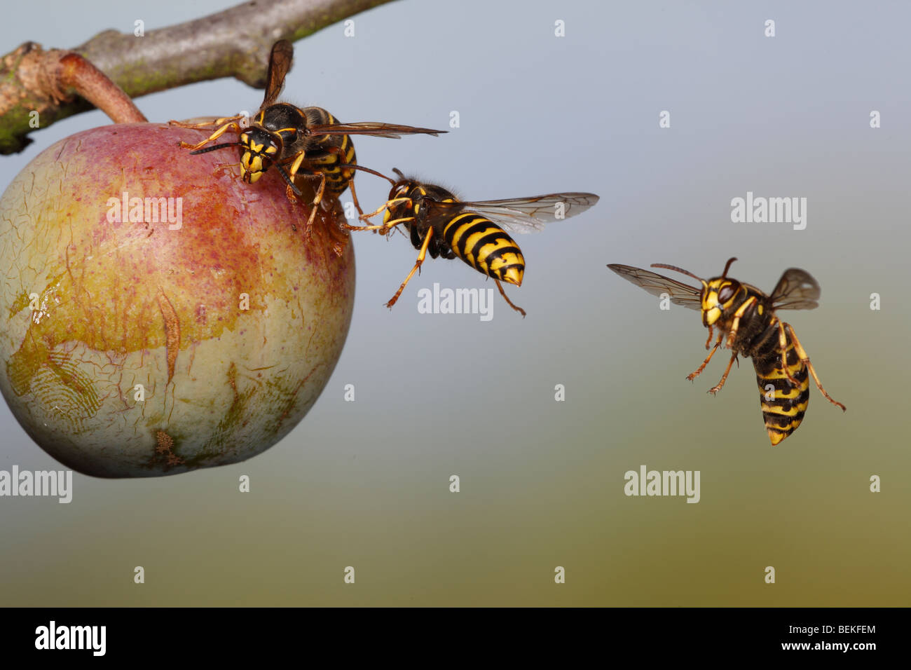 Wasp mediano ( Dolchovespula media) alimentazione su greengage Foto Stock