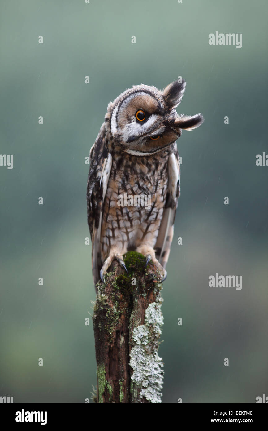 Long eared gufo comune (Asio otus) appollaiate su palo da recinzione Foto Stock