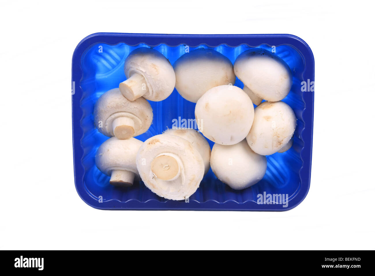 Un taglio-fuori dei funghi coltivati in un blu vassoio di plastica Foto Stock