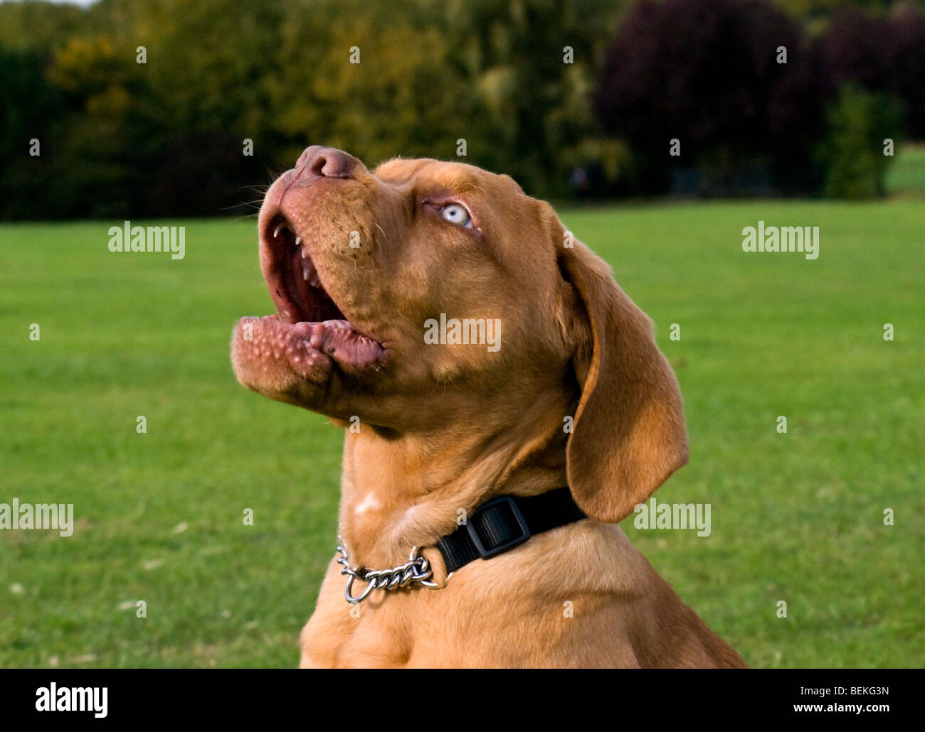 Dogue de Bordeaux cucciolo chiamato Gucci. Foto Stock