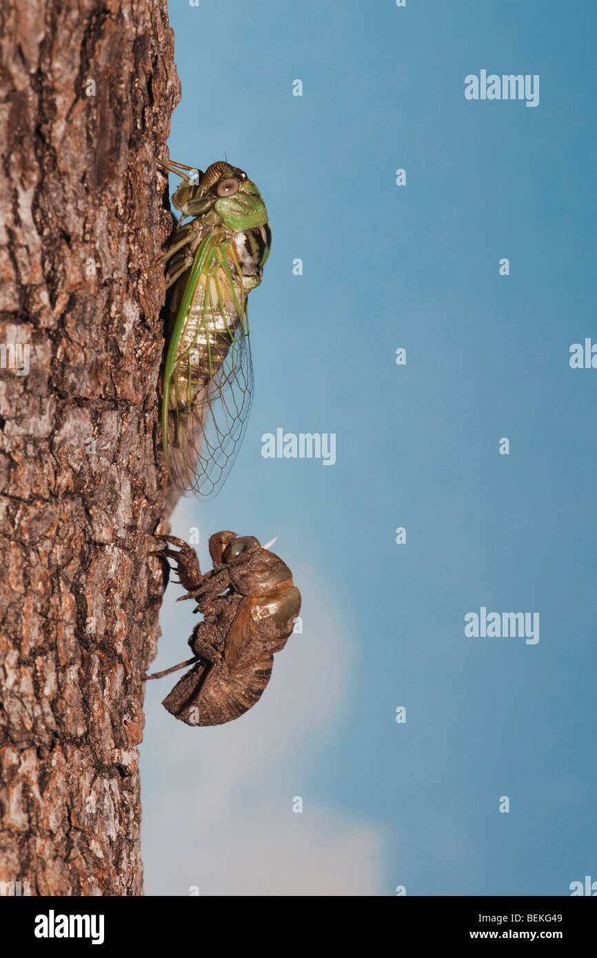 Cicala (Tibicen affilatura), Adulto emersa dalla ninfa di essiccamento della pelle ali, Sinton, Corpus Christi, Coastal Bend, Texas, Stati Uniti d'America Foto Stock