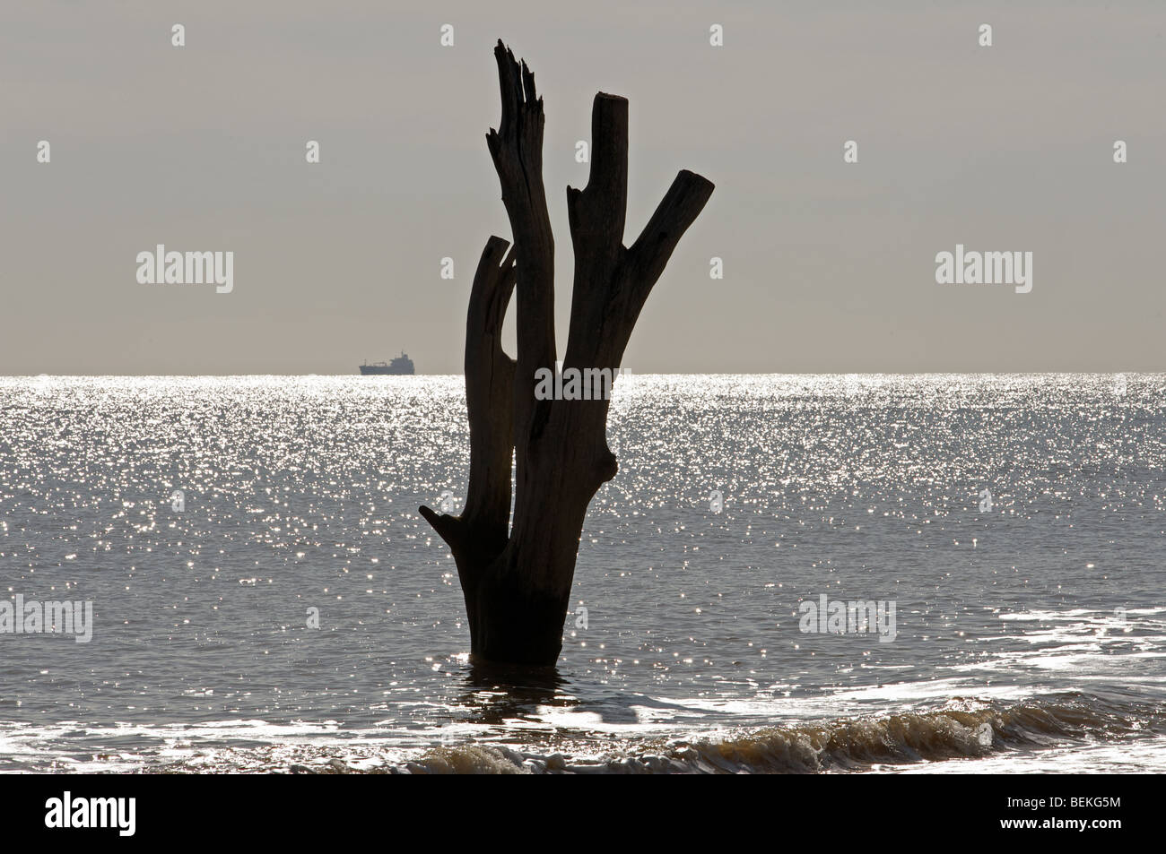 Albero morto sotto l'acqua a causa di erosione costiera Foto Stock