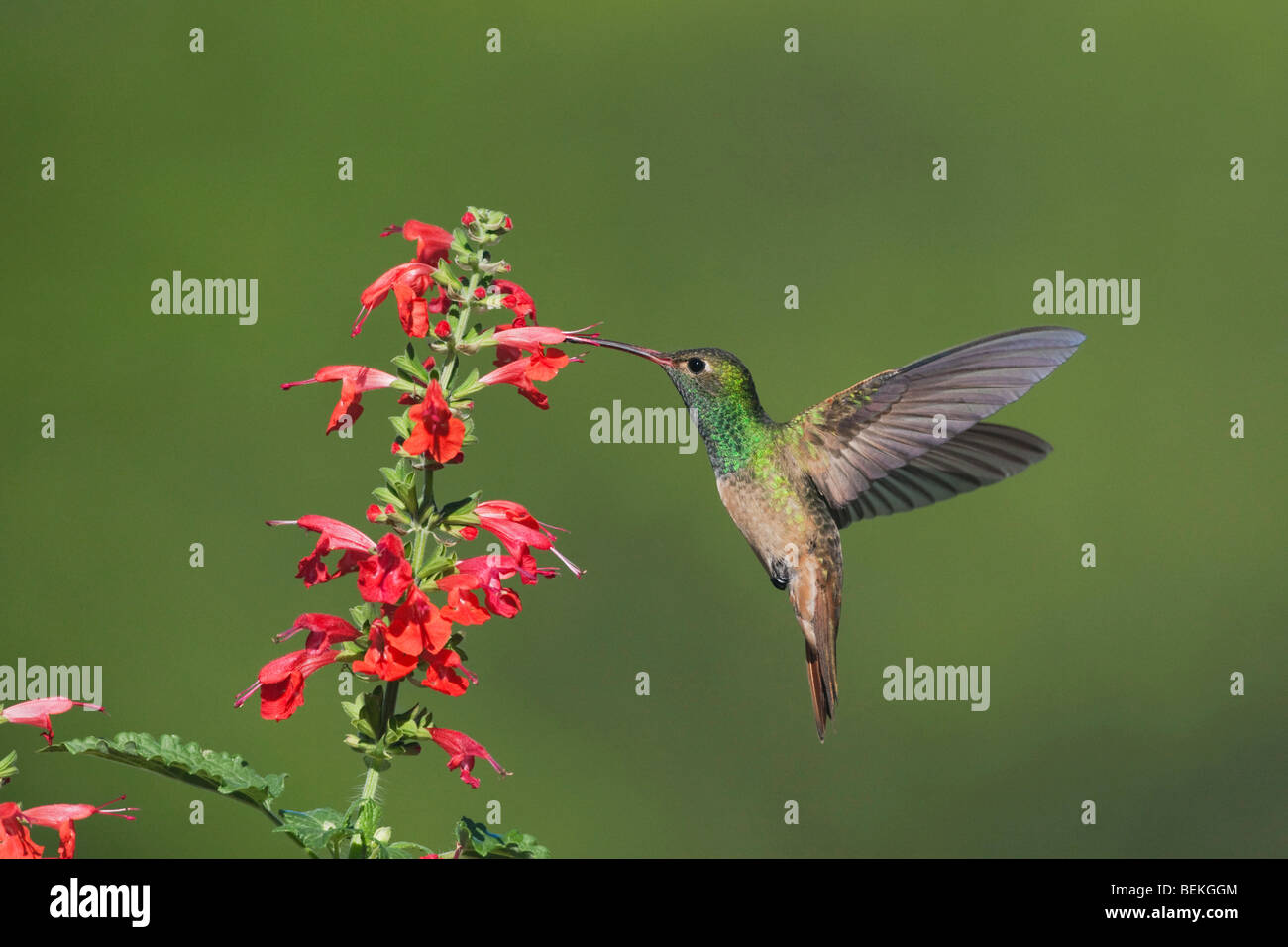 Buff-panciuto Hummingbird (Amazilia yucatanenensis), maschio alimentazione su Tropical Salvia, Sinton, Corpus Christi, Coastal Bend, Texas Foto Stock