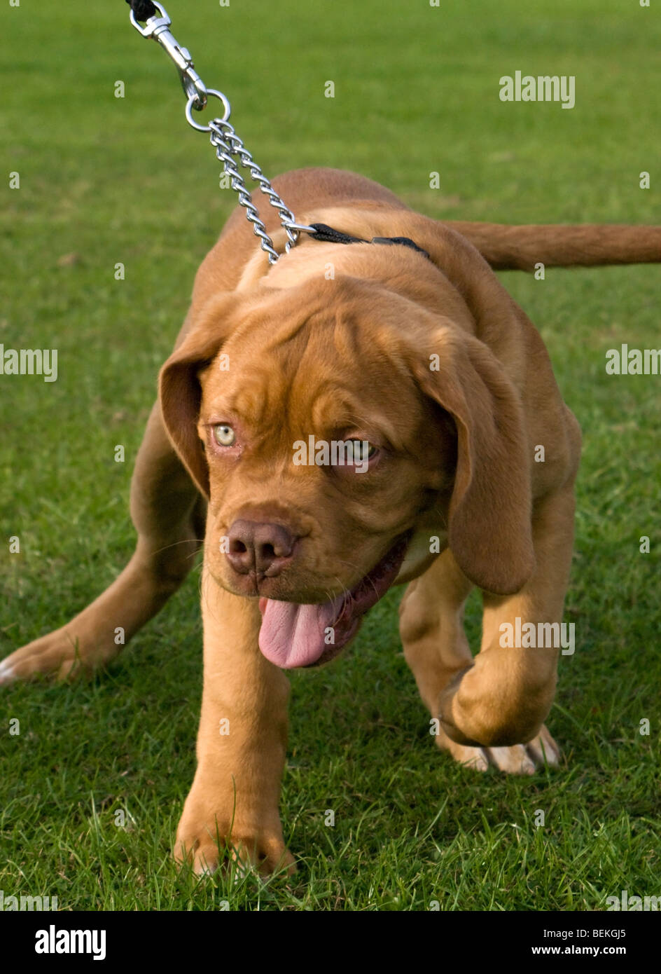 Gucci il francese Mastiff, Dogue de Bordeaux cucciolo. Foto Stock