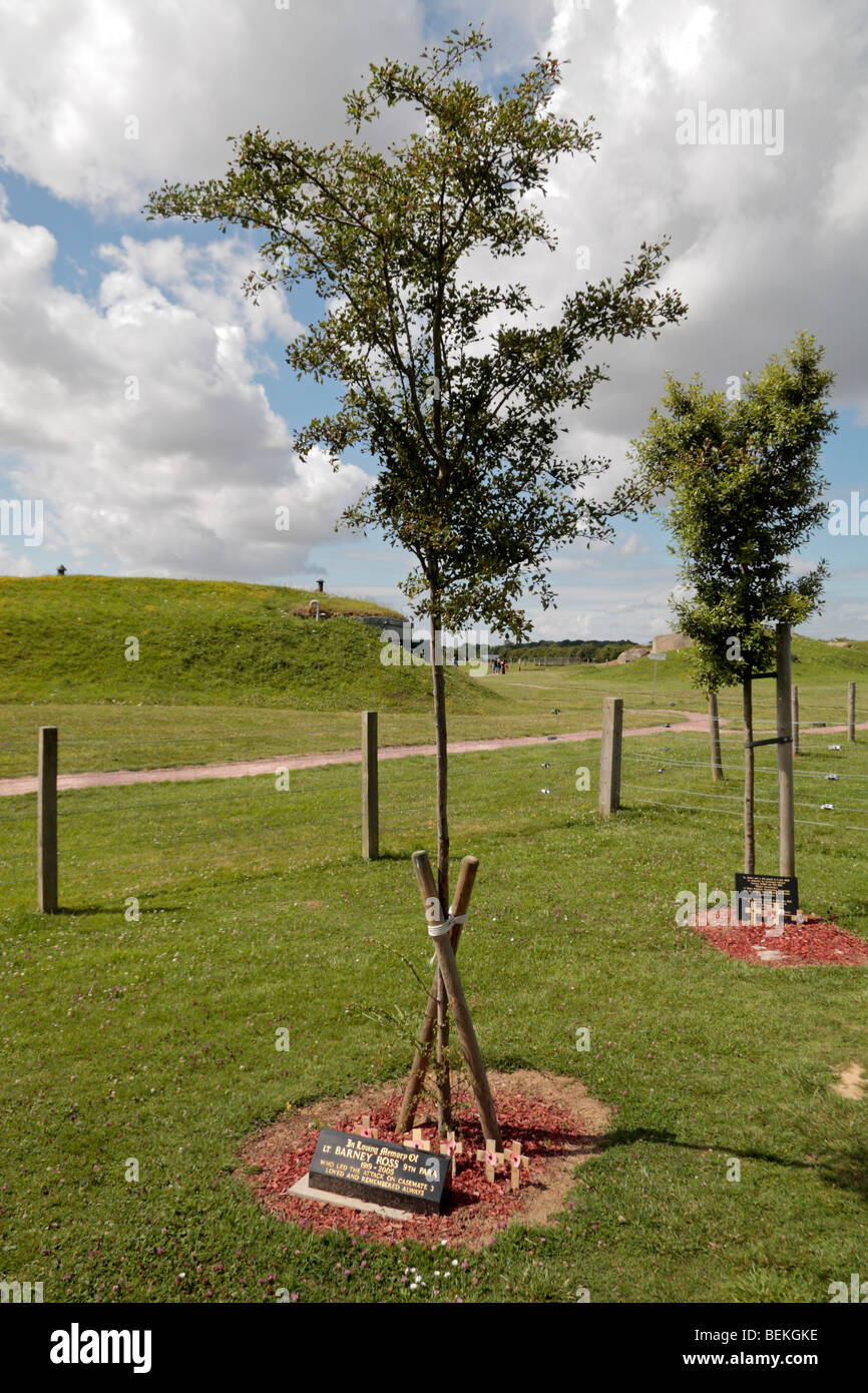 Un memoriale di albero a Lt Barney Ross, Reggimento paracadutisti, accanto alla batteria tedesca a Merville, Normandia. Foto Stock