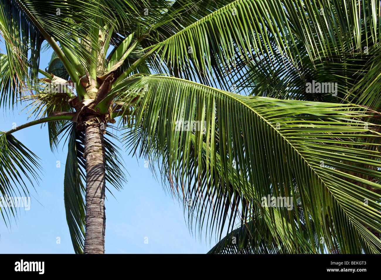 Hawaiian palme colpo dal basso in una giornata di sole Foto Stock