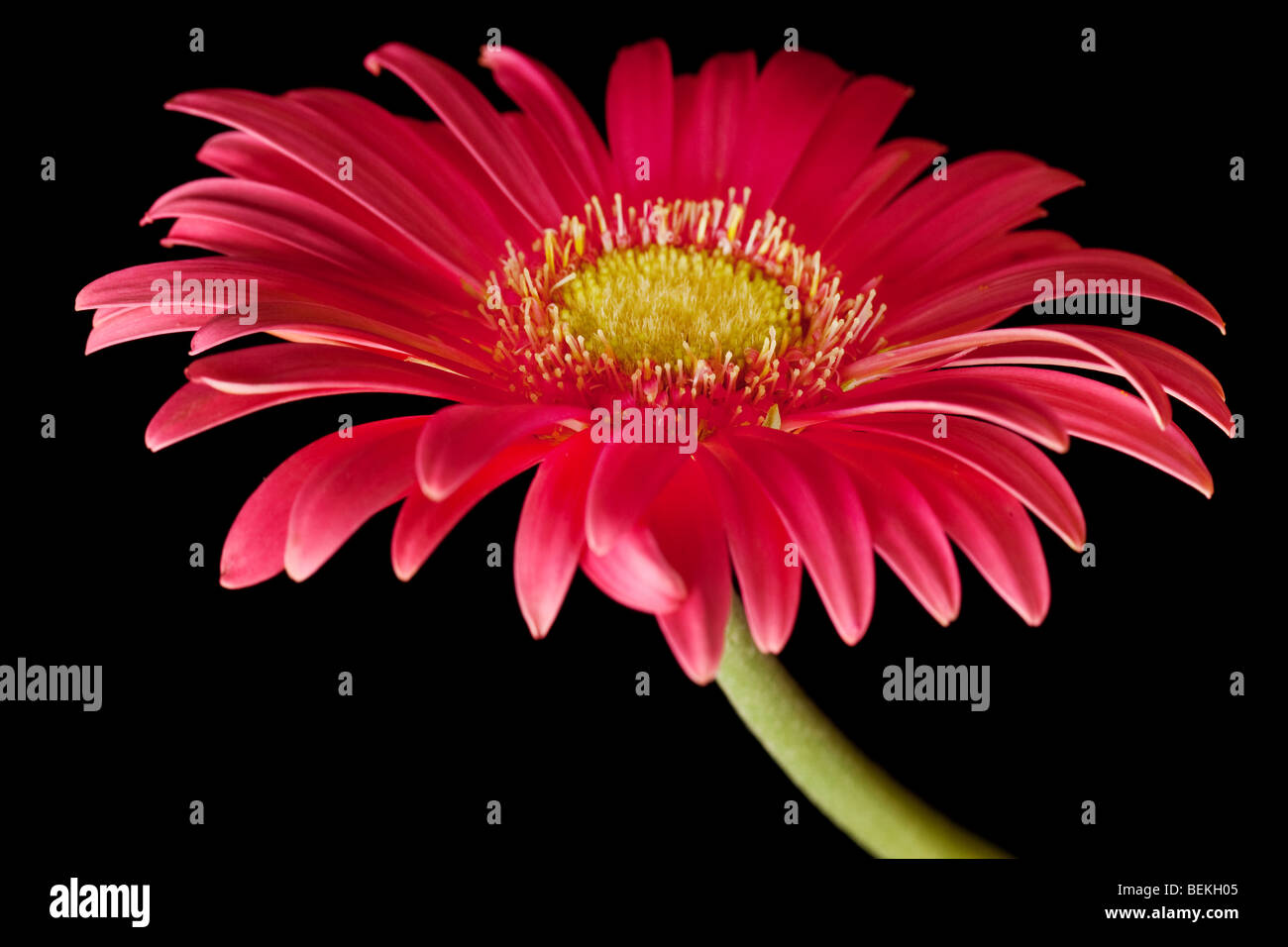 Pink daisy isolato su un puro sfondo nero Foto Stock