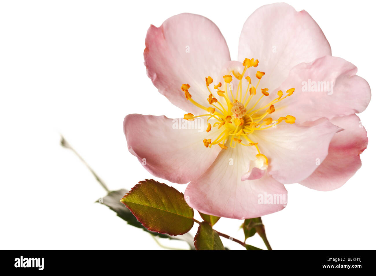 Rosa rosa tea isolato su un puro sfondo bianco Foto Stock