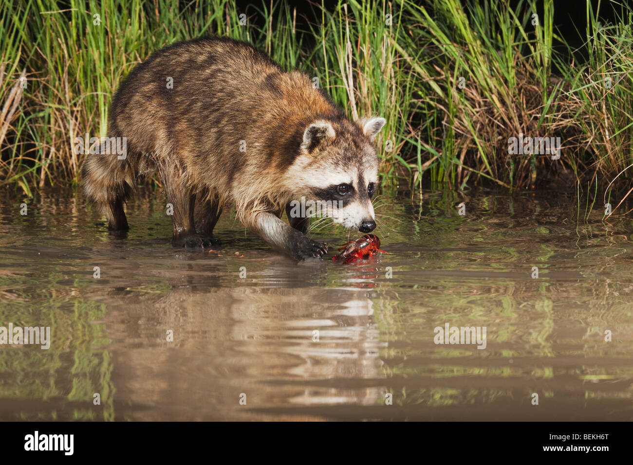 Procione settentrionale (Procione lotor), adulto in acqua di mangiare il gambero di fiume, aragosta, Sinton, Corpus Christi, Coastal Bend, Texas, Stati Uniti d'America Foto Stock