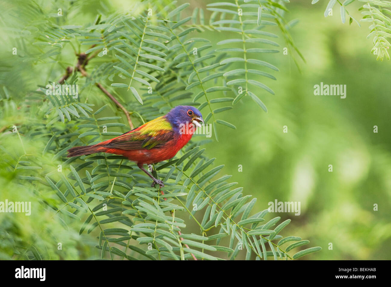 Dipinto di Bunting (Passerina ciris), maschio a cantare, Sinton, Corpus Christi, Coastal Bend, Texas, Stati Uniti d'America Foto Stock